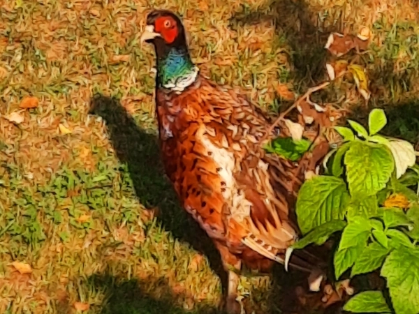 basinow_bazant Bażant