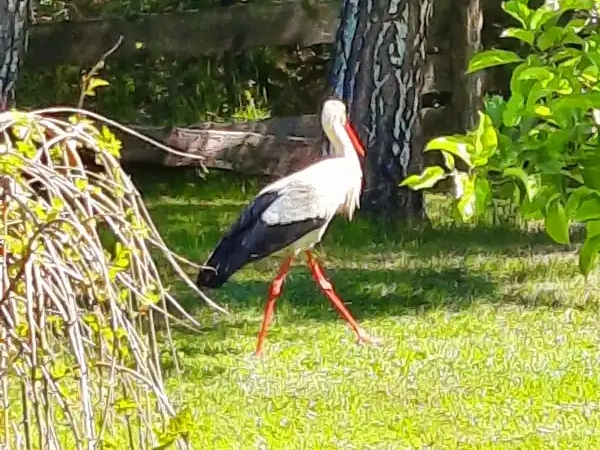 basinow_bocian Bocian biały