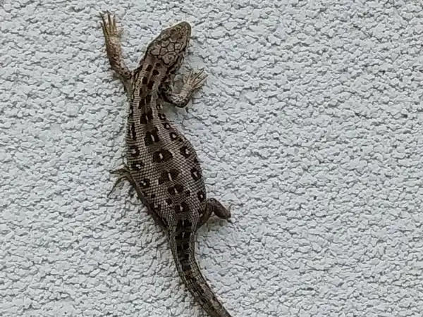 basinow_jaszczorka basinow_jaszczorka