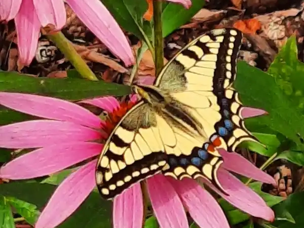 basinow_motyl basinow_motyl